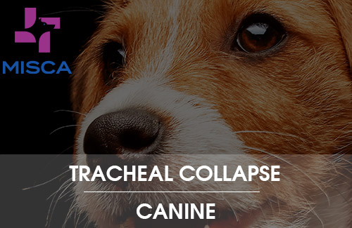 Article about Tracheal collapse in Dogs