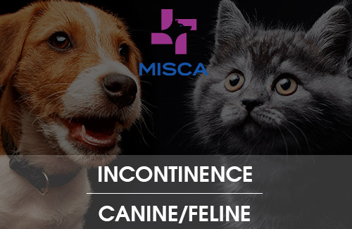 Incontinence in your dog or cat