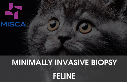 Minimally Invasive Biopsy procedures in cats