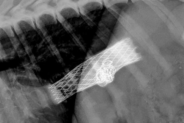 PTCE-MISCA-portland-oregon